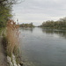 am Rheinufer in der Nähe von Rüdlingen