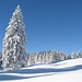 Malerisch verschneite Bäume bilden einen schönen Kontrast zum blauen Himmel.