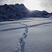 Tracce di animali
