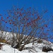 Albero di Natale 100% naturale