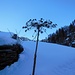 Desolazione invernale