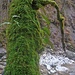 Ein bemooster Baum im Hirschbachtal.
