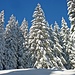 Winterlicher Zauberwald im Anstieg zur Riesenhütte.