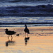 Beautiful sunset at Stinson Beach V<br />(these seagulls are still fighting for dinner)