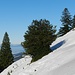 "blühende" Stechpalme im Steilhang vor dem Gipfel;
im Hintergrund die Jura-Höhenzüge