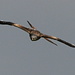 A red kite "attacking me" (Rotmilan)