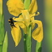 Yellow iris (Iris pseudacorus, Sumpf-Schwertlilie )
