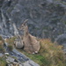 Baby and mother ibex, Steinbock (Capra ibex)<br />on the peak of Montalin