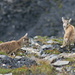 ... and two baby ibexes