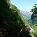 Alpenrose über dem Abgrund am Wegrand 