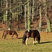 Pferde am Sommerhof