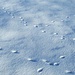 Traces in the snow
