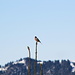 ein Buchfink einsam auf der Tannenspitze
