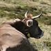 A cow lounging (close to Alpe di Gesero)