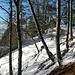 ... im lichten Wald weiter