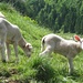 Tieridylle im Alpstein