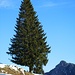Stolzer Baum