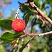 A Strawberry Tree (Arbutus unedo). It is very common in the area. The fruit of the Strawberry Tree is edible, though not routinely collected.