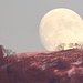 <b>Al rientro nel Mendrisiotto posso ammirare un'incantevole levata della luna sul Monte Bisbino.</b>