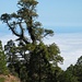 Eine knorrige Kanaren Kiefer (<i>Pinus canariensis</i>) im Barranco de la Magdalena