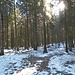 Nel bosco