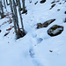 neve ghiacciata nel bosco di faggi