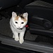 dieses freundliche Kätzchen inspiziert unser Auto exakt
