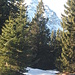 In ca. 1600m lag auf einer flachen Lichtung 30-40cm Schnee, unter dem der Weg verschwunden war. Hinter den Bäumen der Thaneller.