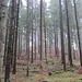 Auf diesem Hügel lag die Ruine Gückelsberg ( 754m ), viel...