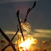 Vogelfeder bei Sonnenuntergang<br /><br />Piuma di un uccello al tramonto