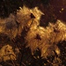 Filigran, die Samen der Waldrebe im Abendlicht<br /><br />Filigrani i semi della Clematis vitalba nella luce serale
