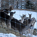 Wildgehege bei Heibode