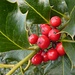die giftigen roten Beeren der Ilex aquifolium