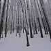 monochromes Winterwandern ...