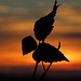 Zum Schluss noch etwas Farbe: Himbärblatt :-) im Sonnenuntergang<br /><br />Alla fine un pò di colore: Foglia di lampone al tramonto