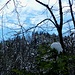 junges Grün (mit Häubchen) vor altem Wald - und Blau