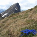 Blauer Farbtupfer am Gipfel des Schwarzhorns