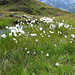 Feuchtwiese mit Wollgras am Unteren Maroijoch (2.241m).