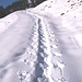 Angenehme Schneeschuh-Spur auf der Almstrasse