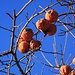 Die Früchte von diesem Kakibaum (Diospyros kaki) wollte wohl niemand ernten obwohl sie so lecker sind.