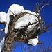Knorriger, abgestorbener Baum mit Schneekappe.