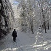 Winterlicher Wald oberhalb von Les Breuleux