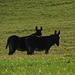 Begleiter der Schafherde: zwei schöne Esel<br /><br />Accompagnatori della gregge di pecore: due bei asini