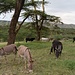 Unsere treuen Esel im Acacia Camp