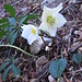 Helleborus niger L. 
Ranunculaceae.

Elleboro bianco, Rosa di Natale.
Rose de Noel.
Christrose.