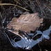 Glaciertes [u Mong]-Blatt auf den gefrorenen Sumpfwiesen<br /><br />Foglia di [u Mong] glassata sui prati pantanosi e gelati