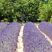 Der Duft der Provence.