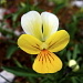 Pensée tricolore alpestre (Viola tricolor subalpina)