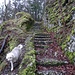 stets rasant unterwegs: Trouvaille - hier zu Beginn des Aufstiegs zur Burg Alt Falkenstein