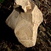 Impronta fossile